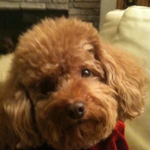 Meet your Posher, Eileen